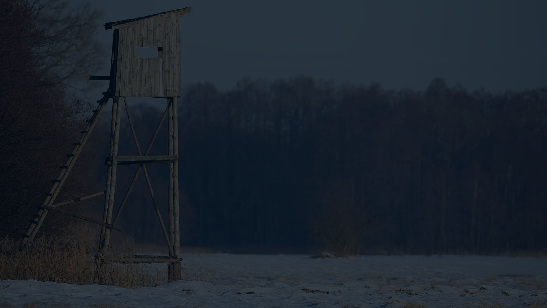 Hunting season in Romania with exclusive bucharest